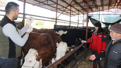 Hayvanlara şap aşılaması devam ediyor