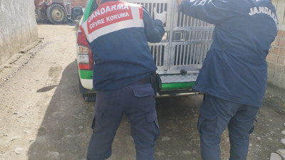 Tokat'ta yaralı köpek tedavi altına alındı