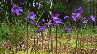 Bitkilerin de strese girdiğini biliyor muydunuz?