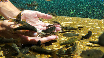 Doktor balıklar 'sel' tehdidi altında