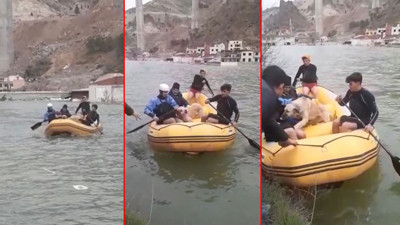 Kent sular altında kalıyor. Sokak hayvanları botla kurtarıldı