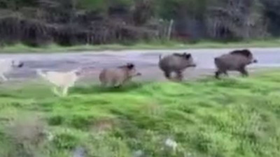 Domuz sürüsüne köpekler saldırdı