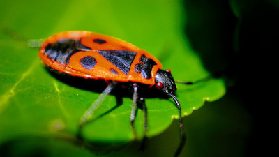Rüyada ateş böceği görmek ne demek?