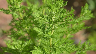 Süpürge otu ishale iyi geliyor