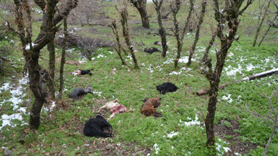 Aç kalan kurt sürüsü keçileri telef etti