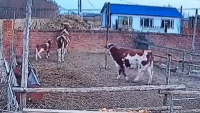 Dana, duvarı aşıp özgürlüğe kavuştu. Diğer inekler şaşkına döndü arkasından bakakaldılar