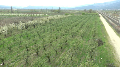 Tarımı zirai don vurdu. Fiyatlar cep yakacak