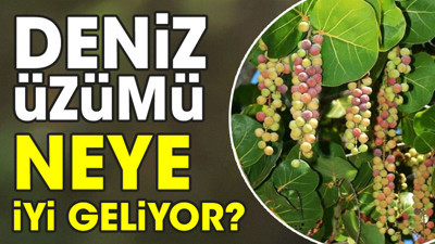Deniz üzümü neye iyi geliyor?