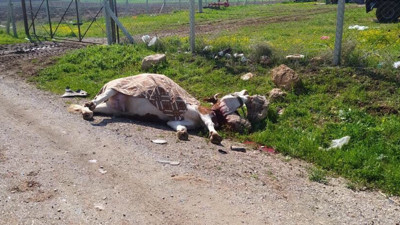 Otomobilin önüne atlayan inek telef oldu