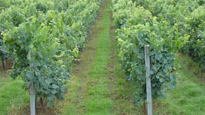 Rüyada bağ görmek ne demek? Rüyada bağ görmenin anlamı nedir?