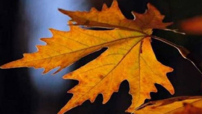 Çınar yaprağı kireçlenmeyi nasıl önler