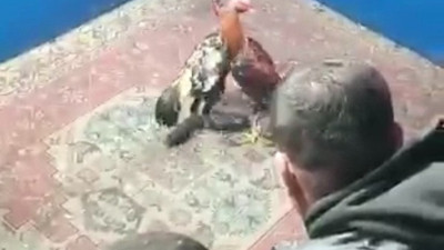 Horoz dövüştürülen yer hayvanları koruma derneği çıktı