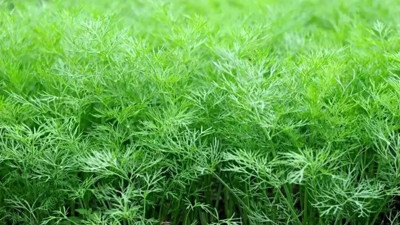 Dereotu bitkisi neye iyi geliyor?