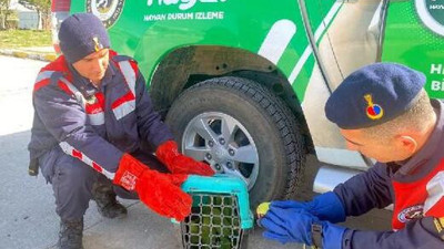 Otobüsün bagajında 9 papağan ele geçirildi