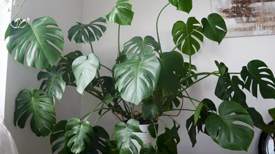 Yaralara iyi gelen bitki (05 Nisan 2023)