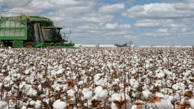 Pamuk krizi kapıda. Tarım Yazarı Ali Ekber Yıldırım yaşanacakları anlattı