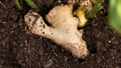 Nefes darlığına iyi gelen ot