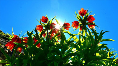 ‘Hüzün Çiçeği’ni koparanlar servet ödeyecek! Aman dikkat…