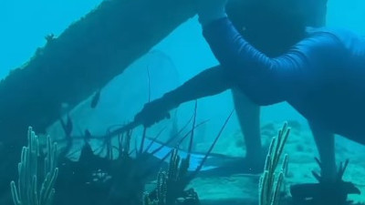 Tek seferde 7 tane birden yakaladılar. Dalgıçların bereketli avı hayran bıraktı