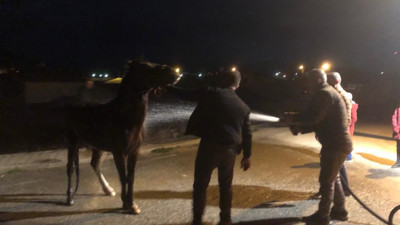 Hayvan gübrelerine saplanan at kurtarıldı