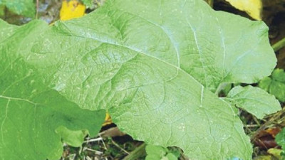 Mucize bitki vücuda biriken zararlı maddeleri atıyor