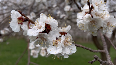 Kars'tan ilk ilkbahar görüntüleri
