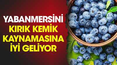 Mucize ot kırık kemik kaynamasına iyi geliyor