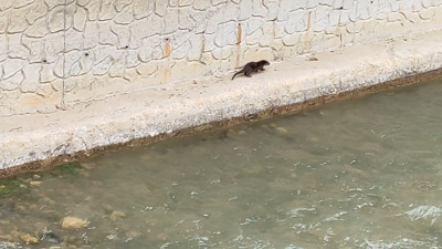 Gümüşhane’de nesli tükenme altında olan su samuru görüldü