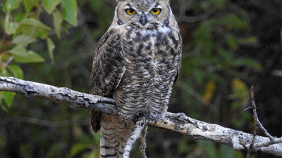 Rüyada baykuş görmek ne anlama geliyor? Rüyada baykuş görmenin anlamı nedir?