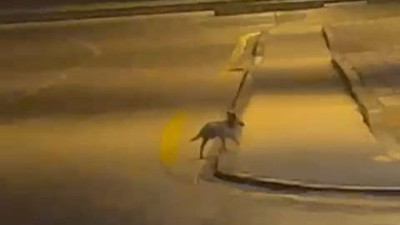 Sokaklara inen tilki görenleri şaşırttı