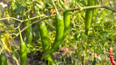 Rüyada biber görmek neye işaret? Rüyada biber görmenin anlamı nedir?