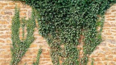 Ülsere iyi gelen ot