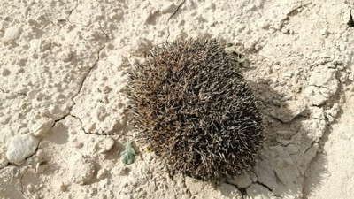 Şanlıurfa'da çukura düşen çöl kirpisi kurtarıldı