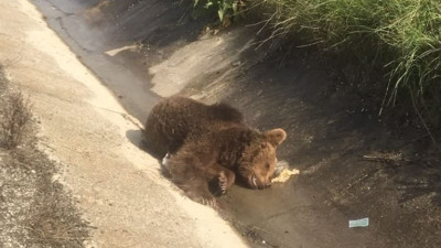 Yalova’da aracın çarptığı ayı telef oldu