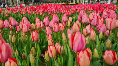 İBB, kentin tarihi mekanlarına 7 milyon 750 bin sümbül, nergis, muscari ve lale ekti