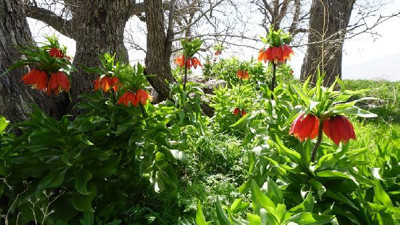 Siirt'te köylüler, ters lalelerin çalınmaması için nöbet tutuyor