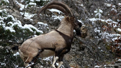 Kaçak dağ keçisi avına 255 bin lira ceza