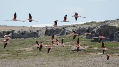 Gölde eşssiz görüntüler nefes kesti. Flamingolar görenleri hayran bıraktı