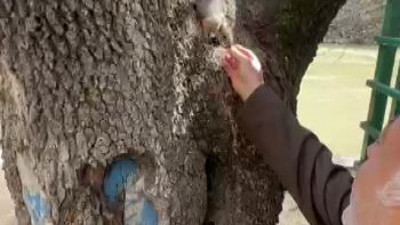 Doğa koruma görevlisi yabani sincabı besledi