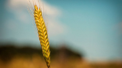 Rüyada başak görmenin anlamı nedir?