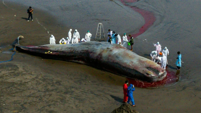 50 tonluk devasa balinanın ölüsü karaya vurdu