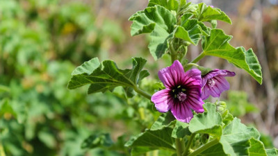 Kabızlığa iyi gelen mucize ot (10 Nisan 2023)