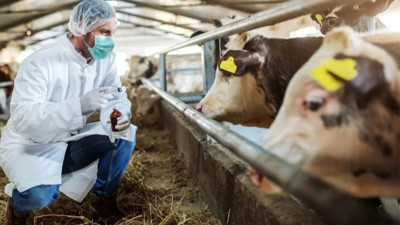 Şap hastalığıyla ilgili dikkat çeken açıklama