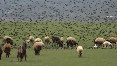 Sığırcık sürüsü koyunları ablukaya aldı