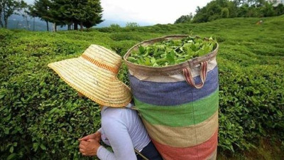 Rekor sayıda başvuru yapılmıştı. ÇAYKUR'da çalışacak işçiler için kura çekildi