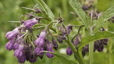 İshale iyi gelen ot (15 Nisan 2023)