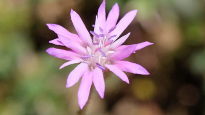 Nefes darlığına iyi gelen bitki