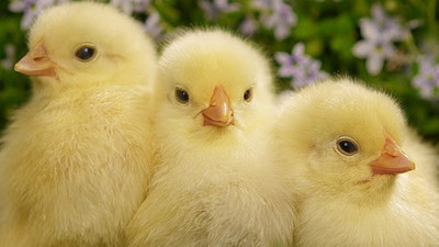 Rüyada civciv görmek ne anlama geliyor?