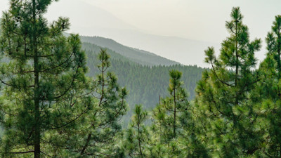 Rüyada çam ağacı görmek ne anlama geliyor?