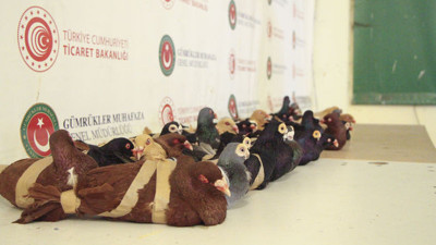 Kapıkule'de yurda girerken fark edildi. 44 adet